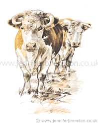 Llandinabo Herefords